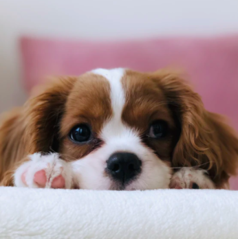 #goodboy | TikTok