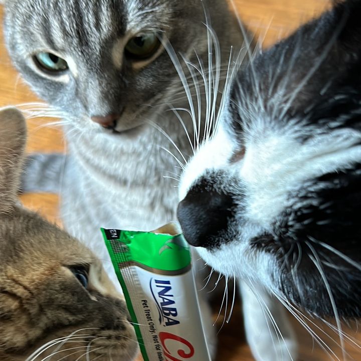 @musacatss