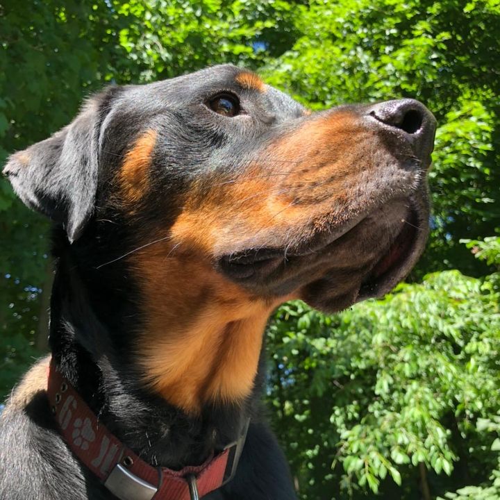 thepurebredmutt