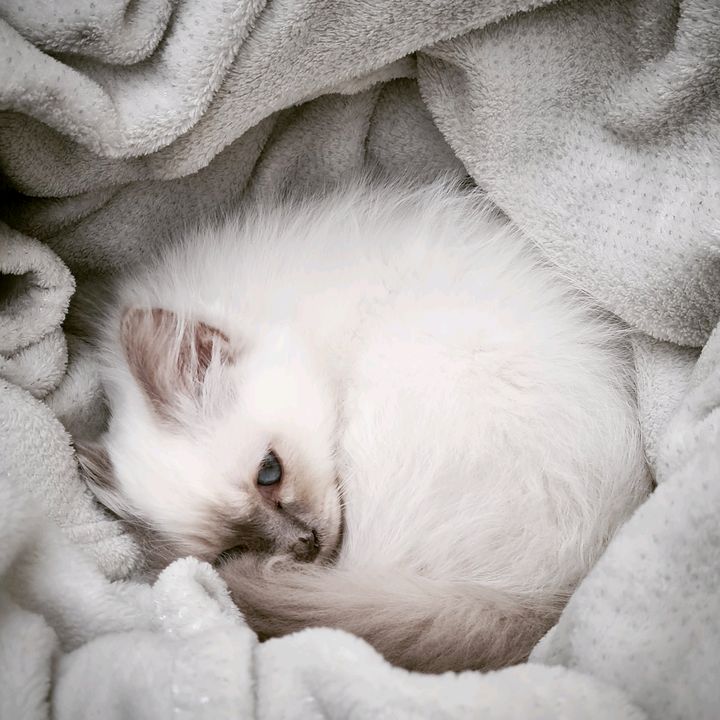 tsukithebirmancat