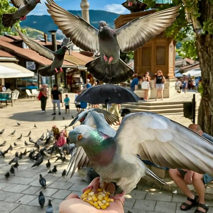 visit_bascarsija