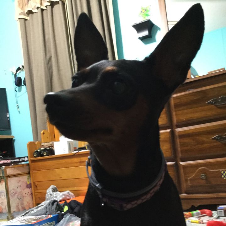 @bailey_thedog1