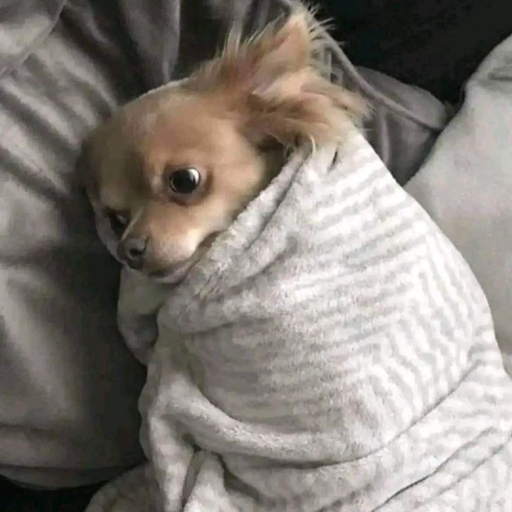ntsako_mlangeni