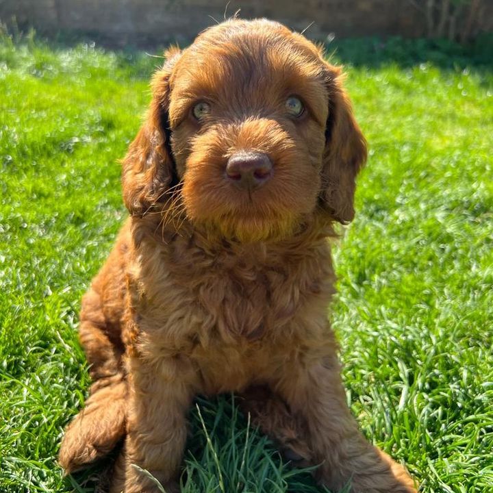 @sammydoodledavis