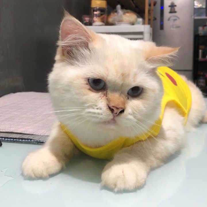 asitwasthecat